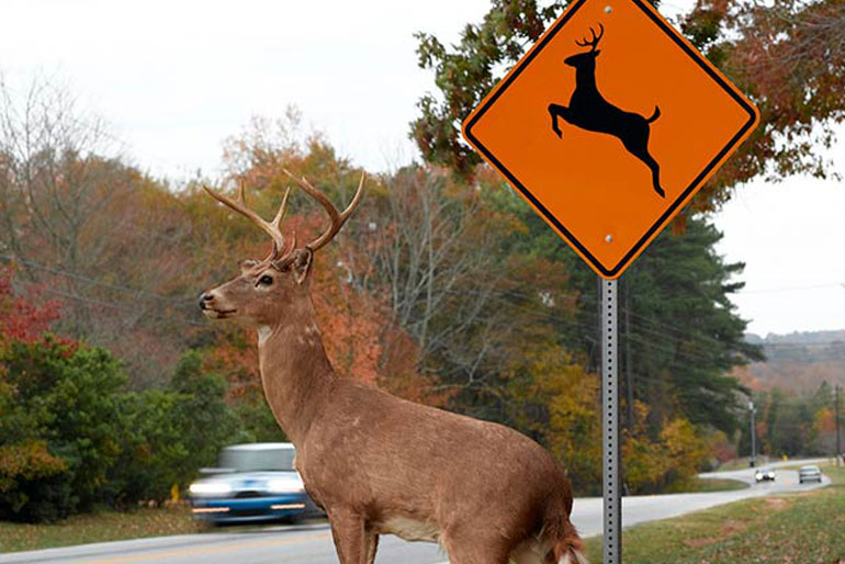 What is a deer whistle for a car?